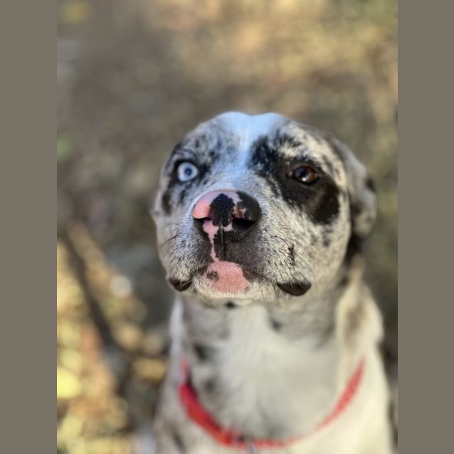 Photo of Milo