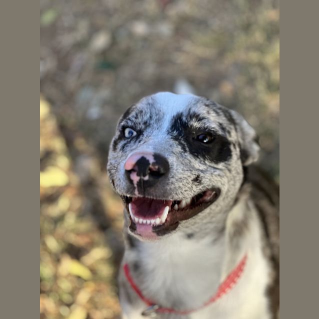 Photo of Milo