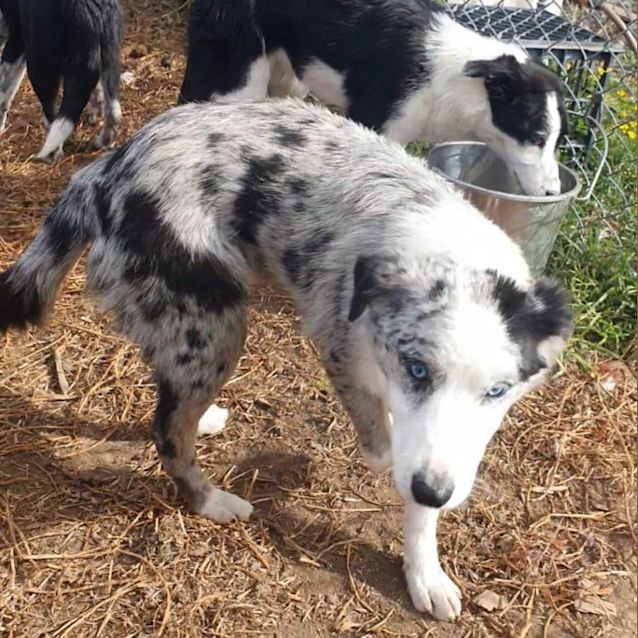 Photo of Bluey