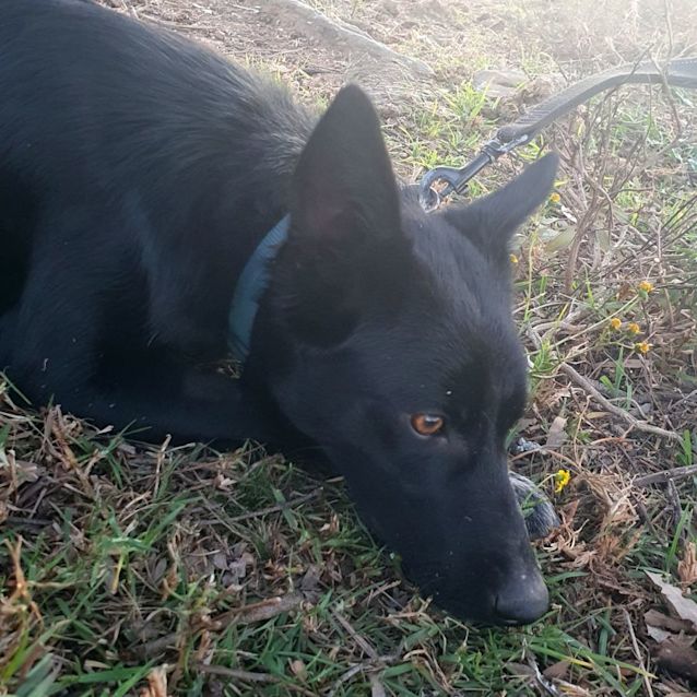 Photo of Penny