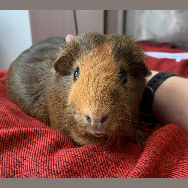 Photo of Olive