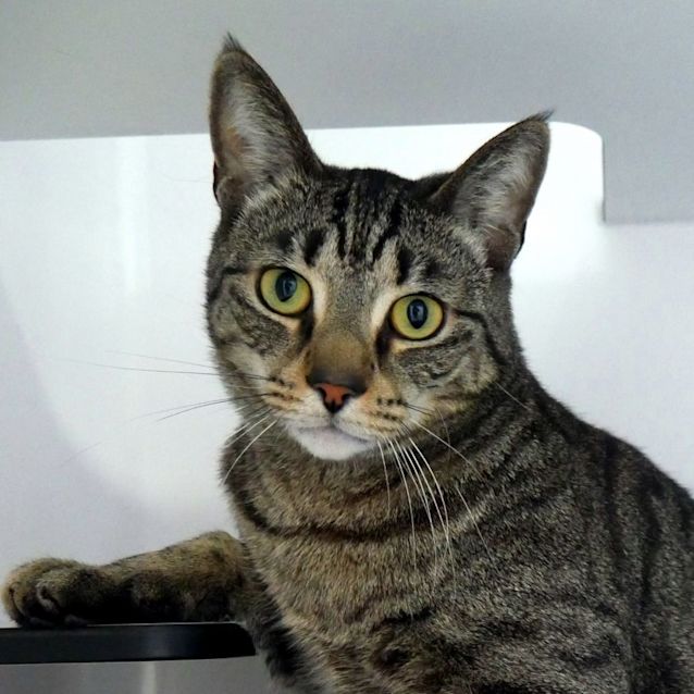 Photo of Rocky Rstk005734