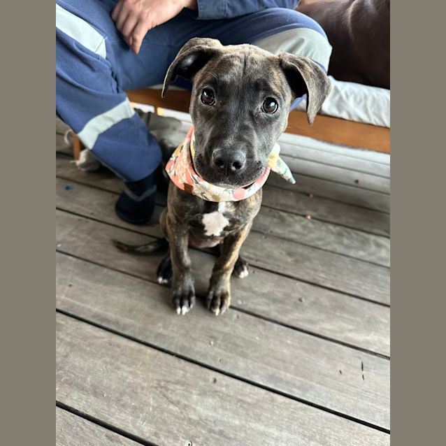 Photo of Miss Ruby   3 Month Old Bull Arab X