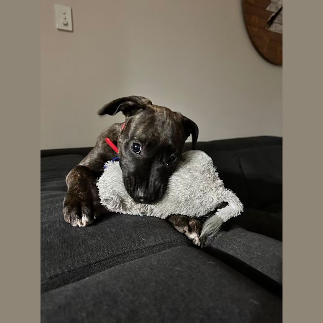 Photo of Miss Ruby   3 Month Old Bull Arab X