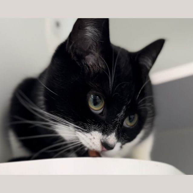 Photo of Dusty