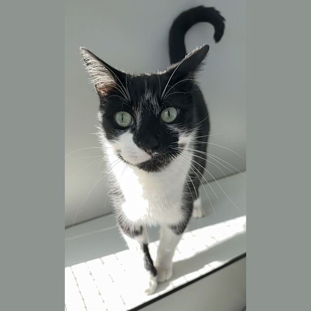 Photo of Socks