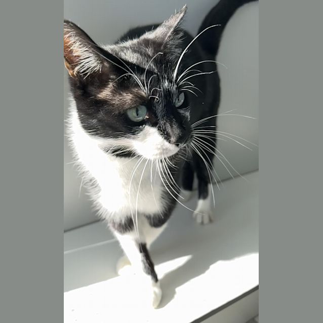Photo of Socks