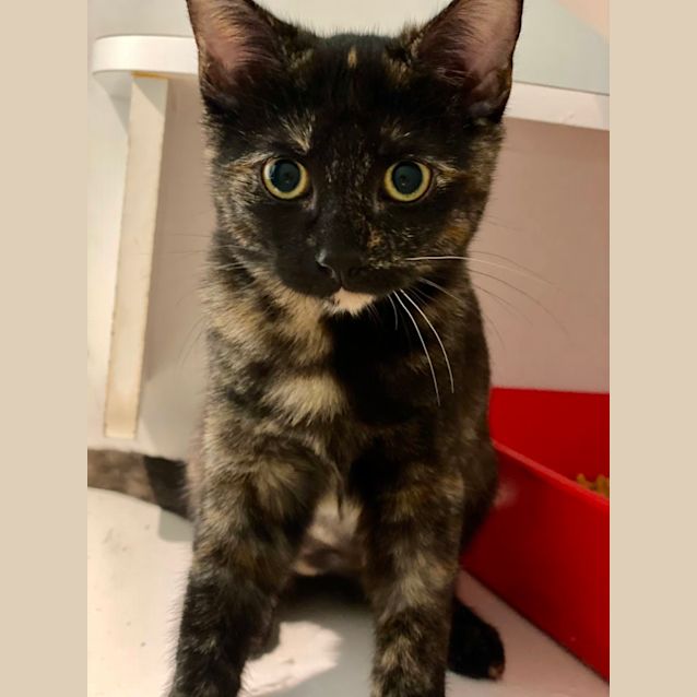 Photo of Roxy And Trixie