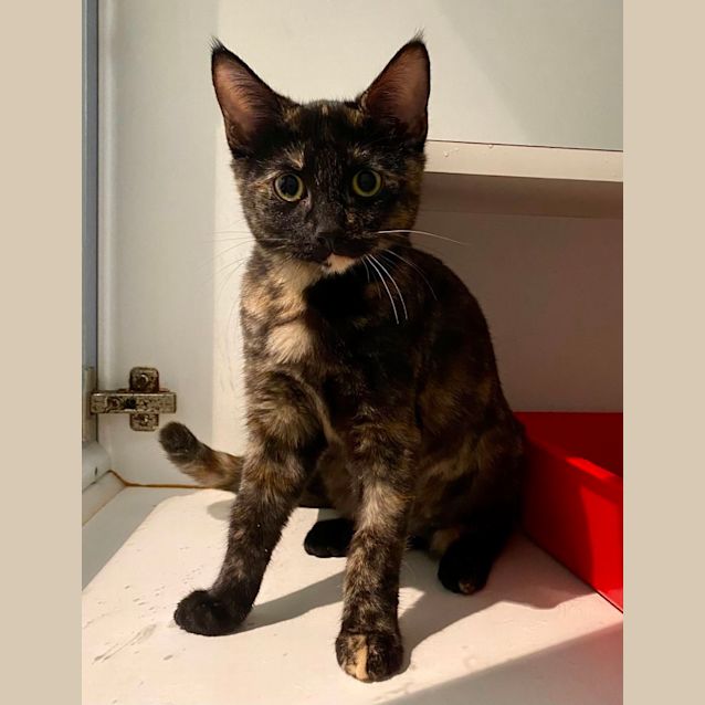 Photo of Roxy And Trixie