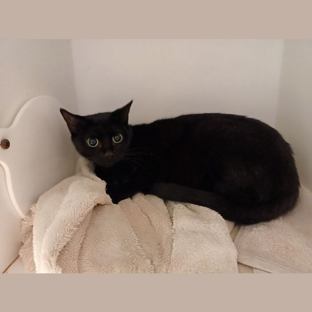 Photo of Roxy And Trixie