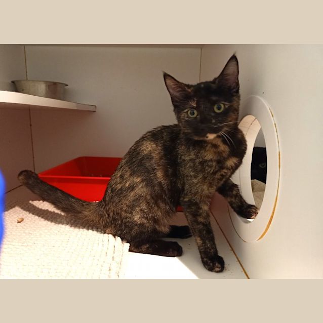 Photo of Roxy And Trixie