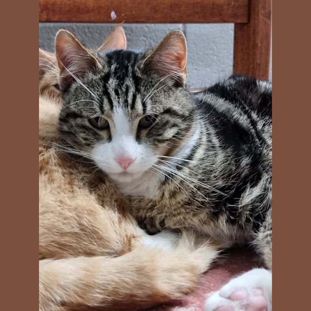 Photo of Gizmo