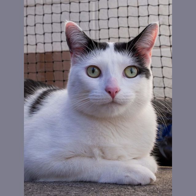 Photo of Cheezburger