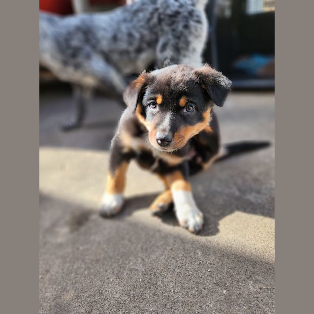 Photo of Zeke (The Wombat)