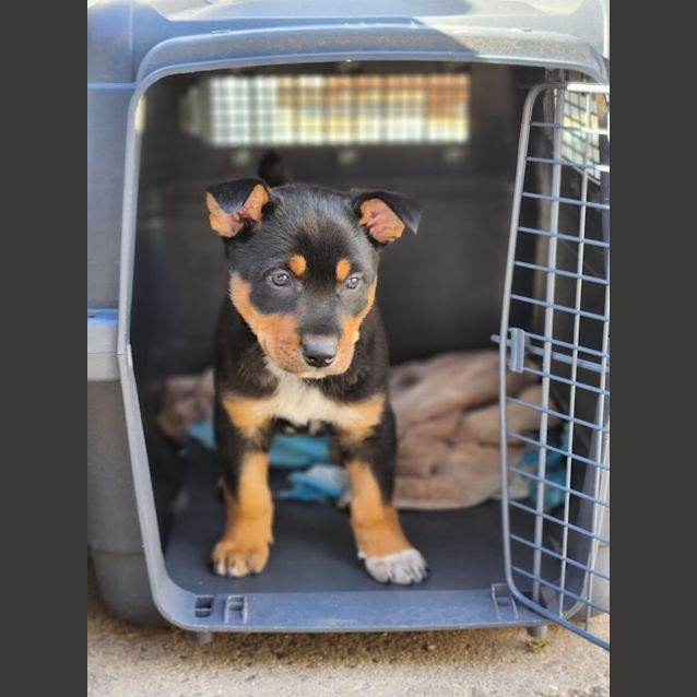 Photo of Zeke (The Wombat)