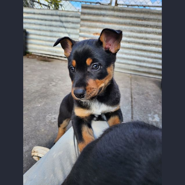 Photo of Zeke (The Wombat)