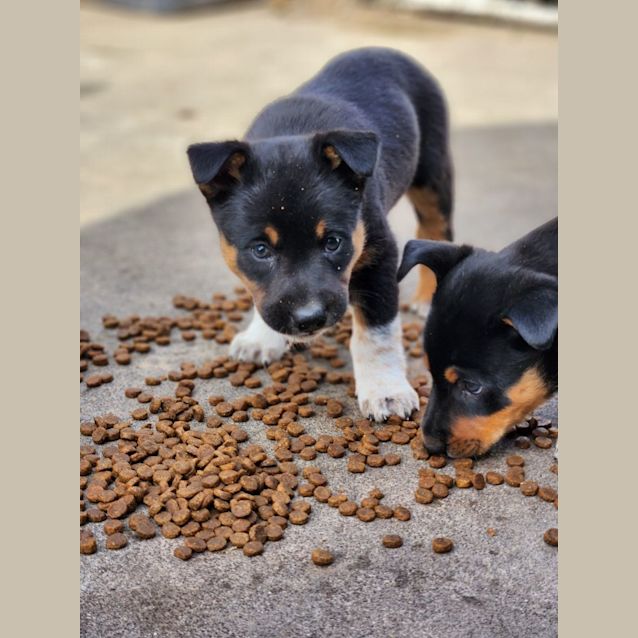 Photo of Zeke (The Wombat)