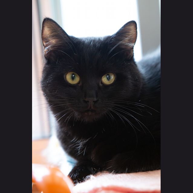 Photo of Henny