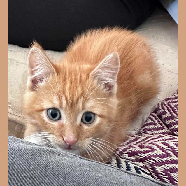 Photo of Reuben (Now Cheeto) (K7)