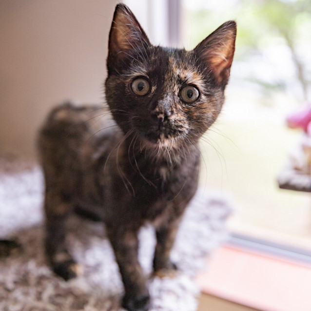 Photo of Odette