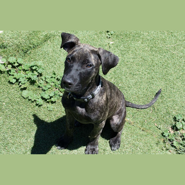 Photo of Nova