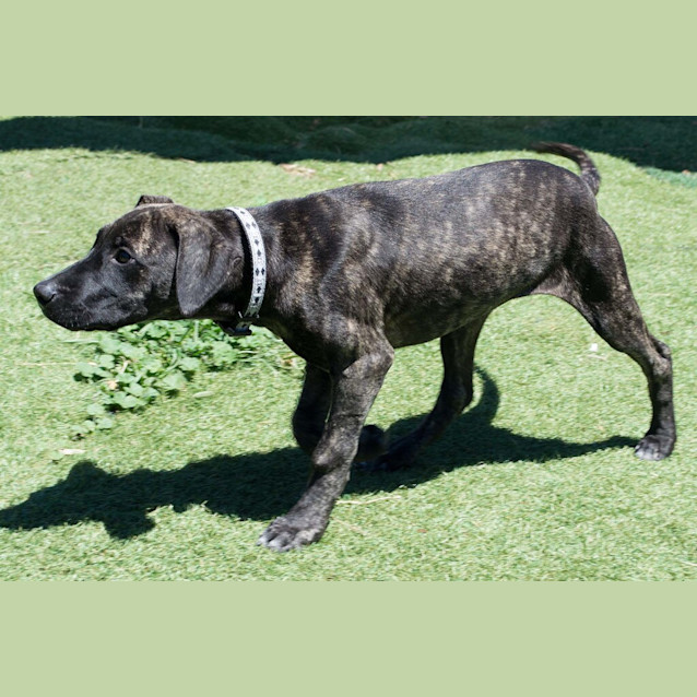 Photo of Nova