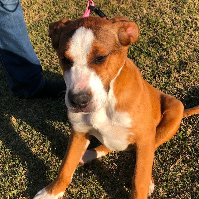 Photo of Willow   14 Week Old Mastiff X (Trial)
