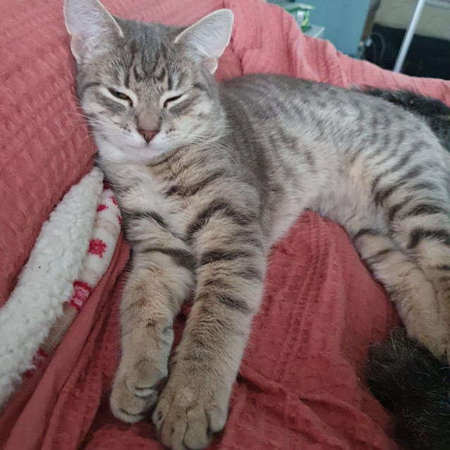 Photo of Prata