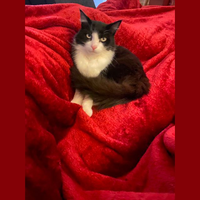 Photo of Jasper *9 Lives Project Rescue*