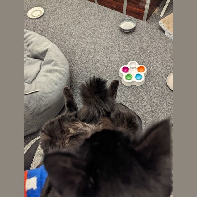 Photo of Noah  *9 Lives Project Rescue*