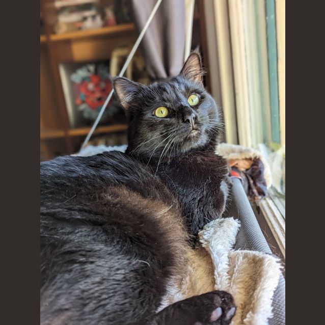 Photo of Noah  *9 Lives Project Rescue*