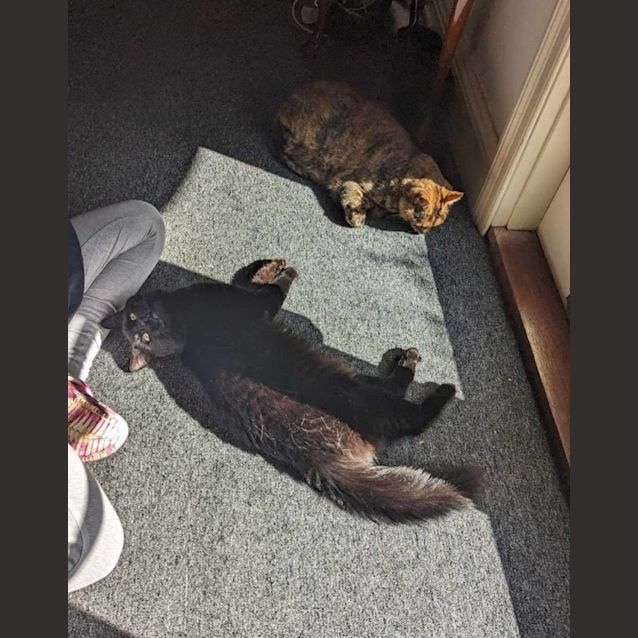 Photo of Noah  *9 Lives Project Rescue*