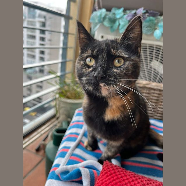 Photo of Sundae