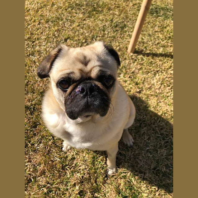 Photo of Doug The Pug