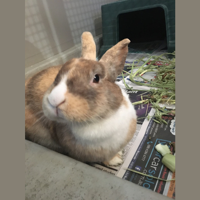 Photo of Percie Pieface