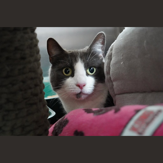 Photo of Loki