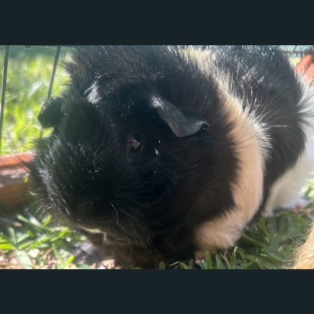 Photo of Beau