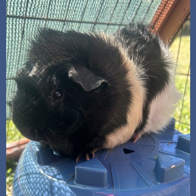 Photo of Beau
