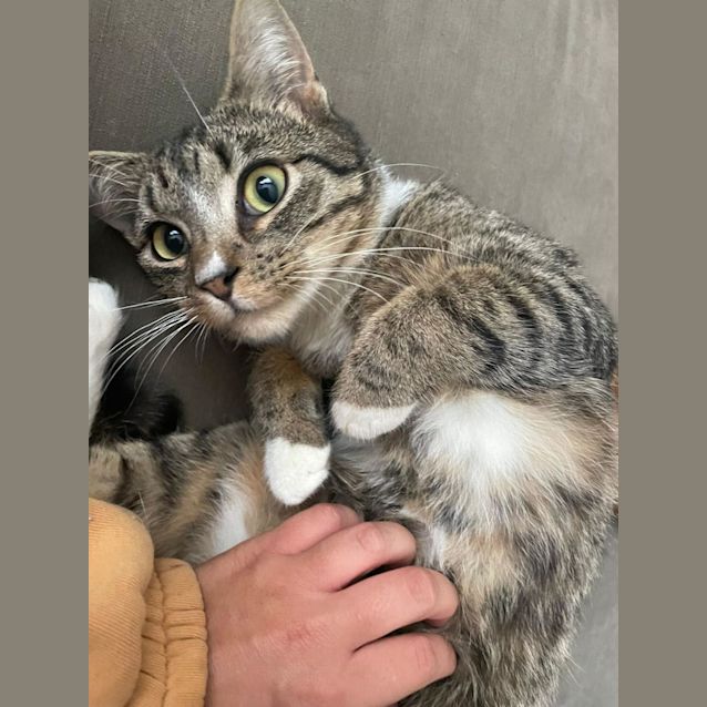 Photo of Smudge