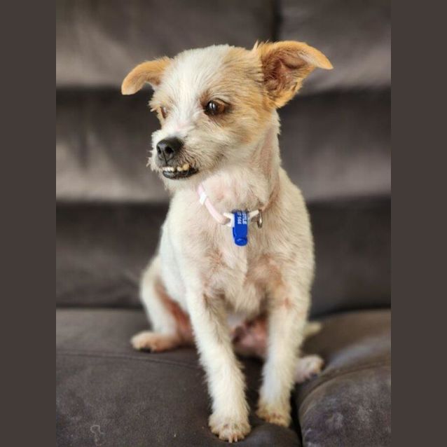 Photo of Tammy   6 Year Old Jack Russell Terrier (Trial)