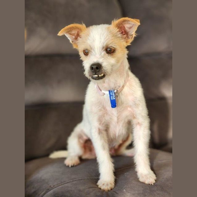 Photo of Tammy   6 Year Old Jack Russell Terrier (Trial)
