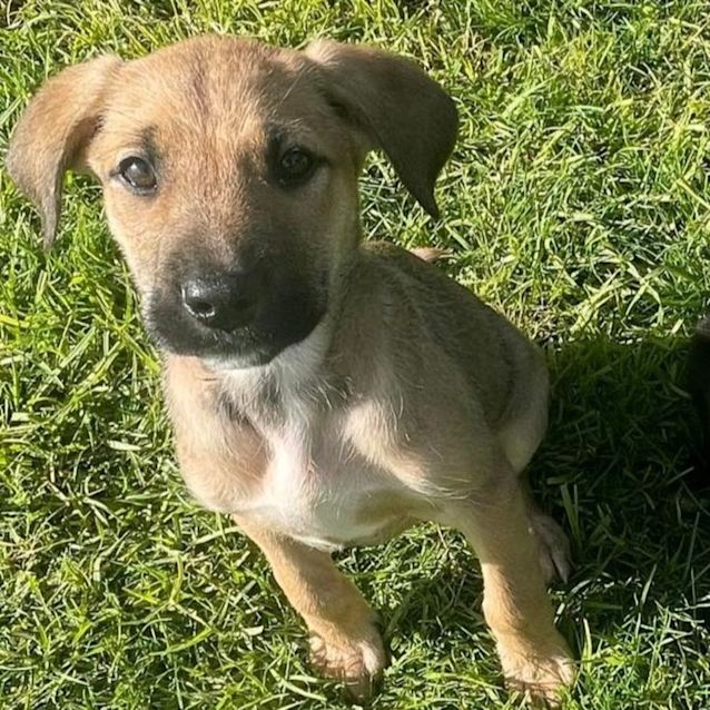 Photo of Willow