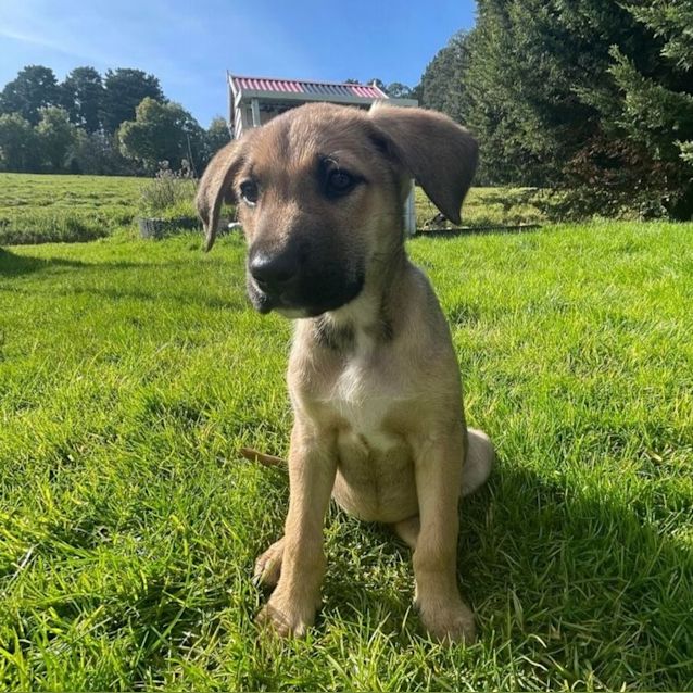 Photo of Willow