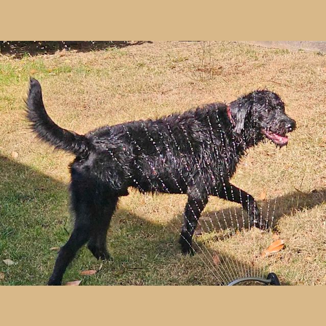 Photo of Sonny   1 Year Old Labradoodle (Hold)