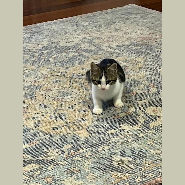 Photo of Indi And Willow