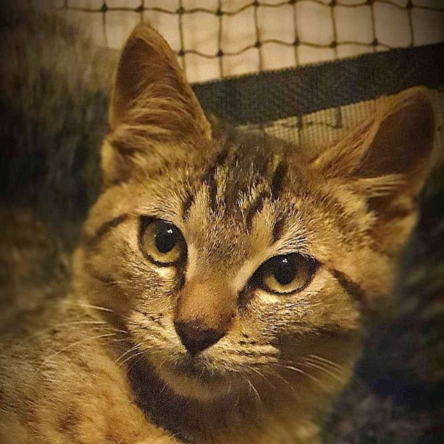Photo of Mozart