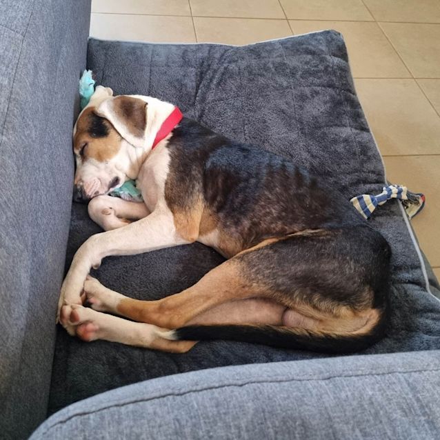 Photo of Falco (Franco)