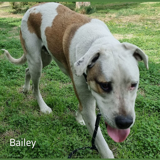Photo of Bailey 