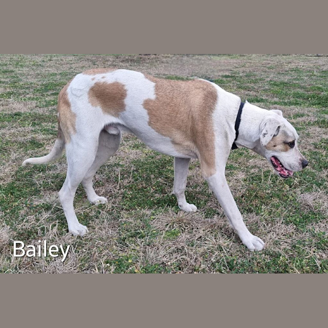 Photo of Bailey 