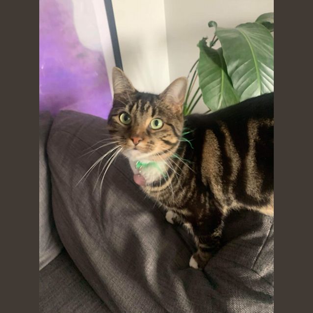 Photo of 🍝Linguine🍝